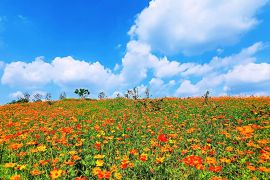 花团锦簇